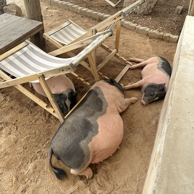 คาเฟ่สุดปังกับน้องหมู 3 ตัว🐷🐽