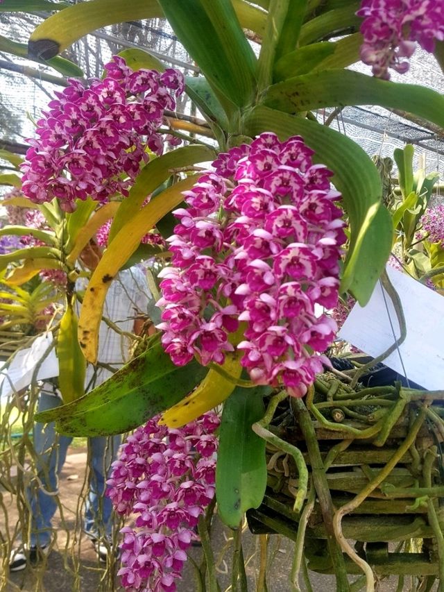 CHIANGMAI FLOWER FESTIVAL 
