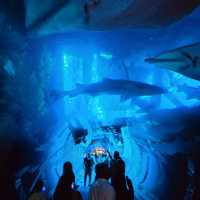 Into the Deep: Exploring Dubai Aquarium