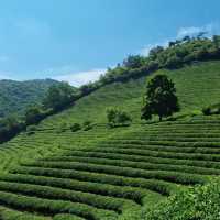 Discover Serenity at Boseong Green Tea Fields