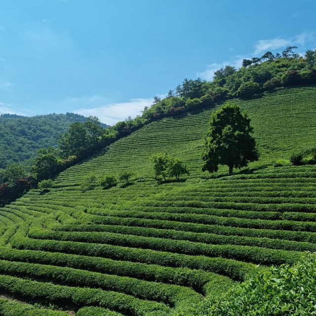 Discover Serenity at Boseong Green Tea Fields