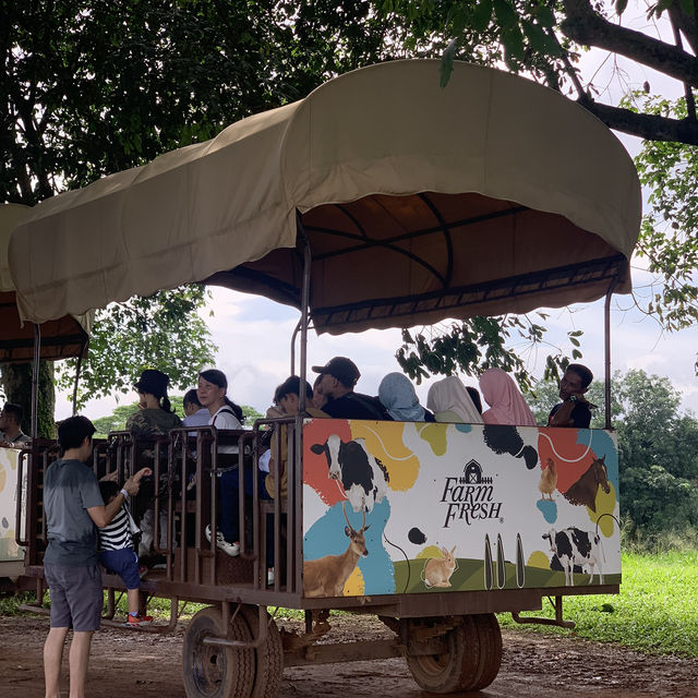 🇲🇾A day with my parents and kids in FarmFresh 🐮 