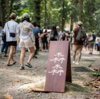 Walk into Forest to have a picnic in the natural market! 