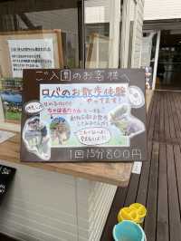 【淡路島】貴重な触れ合い！ロバとお散歩