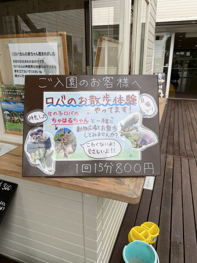 【淡路島】貴重な触れ合い！ロバとお散歩