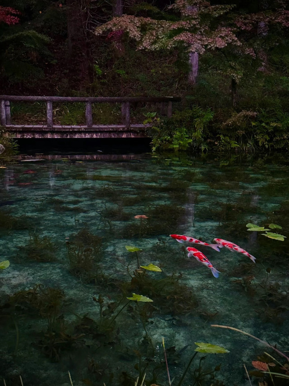 最新】モネの池 - チケット、営業時間、口コミ、写真 [2026年] Trip.com