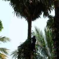 ไปเที่ยวอุโมงค์ต้นตาลที่ จ. เพชรบุรีกัน 🌴🌴