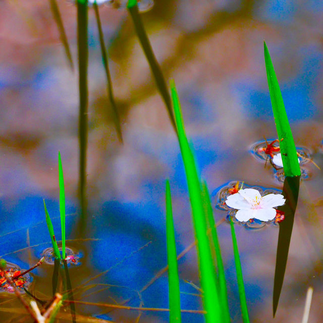 【長野/伊那】絶景の桜！高遠城址公園