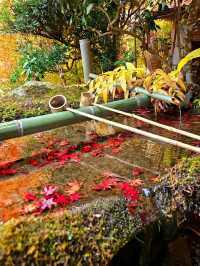 【京都/紅葉スポット】階段一面に落ちた紅葉で大人気💡市内から離れているのに大混雑スポット！