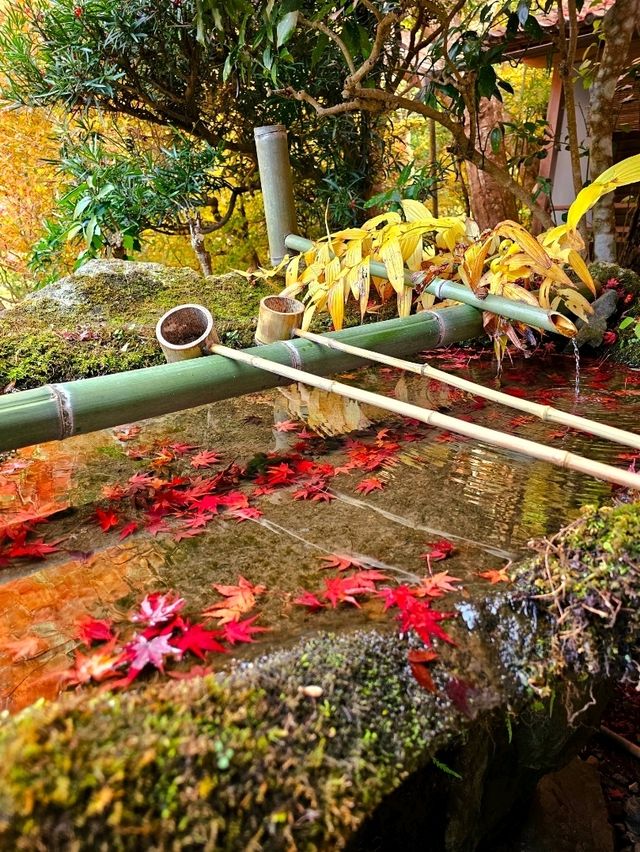 【京都/紅葉スポット】階段一面に落ちた紅葉で大人気💡市内から離れているのに大混雑スポット！