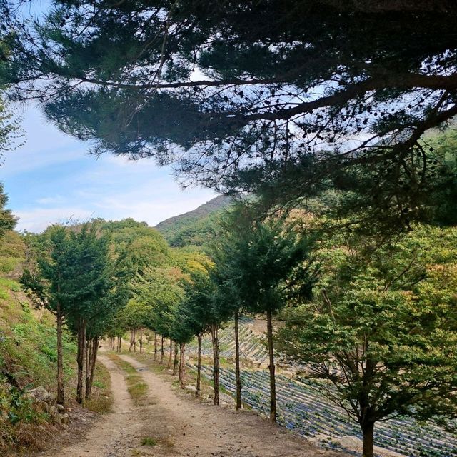 문경 가을꽃구경🌼