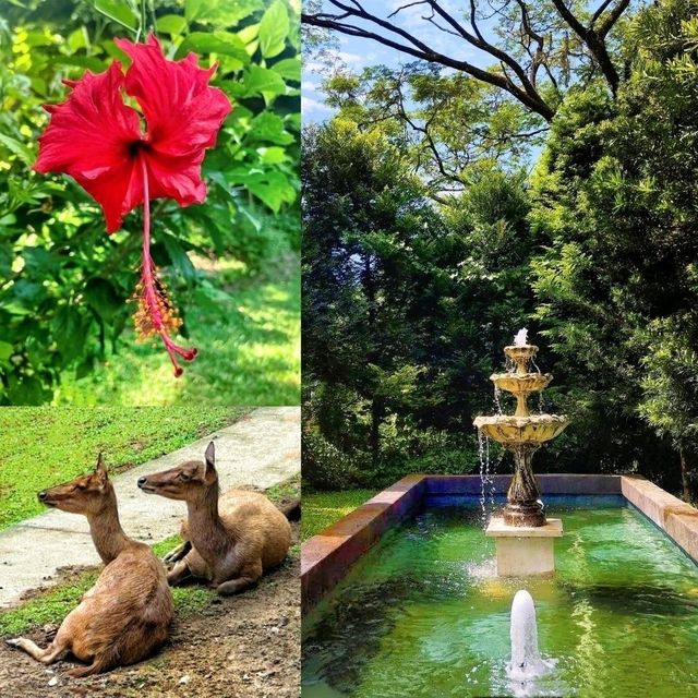 🌿 Revisited an urban green lungs, the Perdana Botanical Gardens, KL.