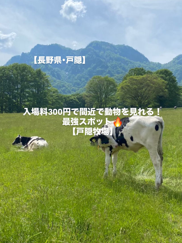 【戸隠】戸隠にある最強牧場🐮🔥