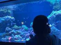 【港区】品川にある人気水族館🐬🐟