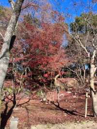 【福岡/太宰府】竈門神社⛩️