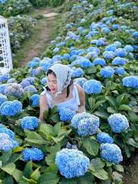 Hydrangea san 