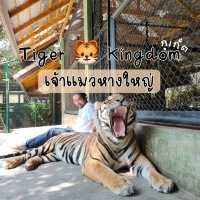 Tiger kingdom กับเหล่าแมวหางใหญ่ 🐯