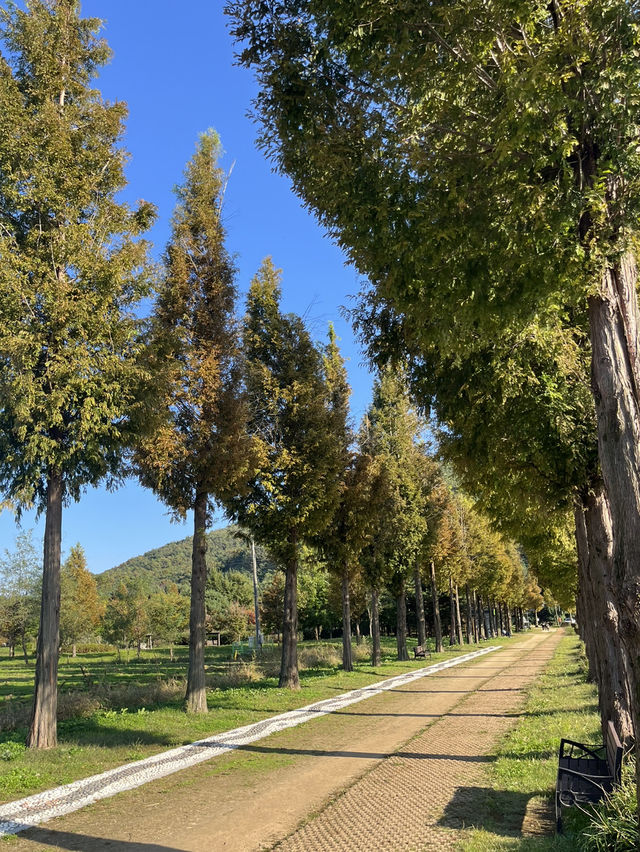 예산 가을여행 메타세콰이어길 추천해요 🌴