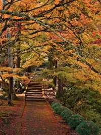 【ここ行って】本当は教えたくない🙅カメラ好きは一度は行きたい紅葉🍁