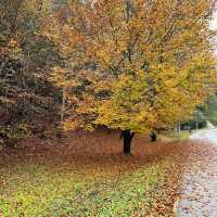 Autumn at Kranjska Gora, Slovenia