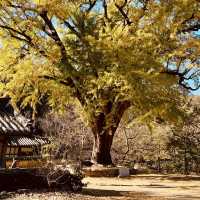 Ungok Seowon: A Must-Visit in Autumn