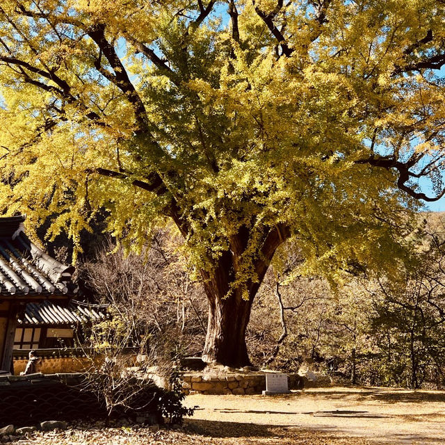 Ungok Seowon: A Must-Visit in Autumn