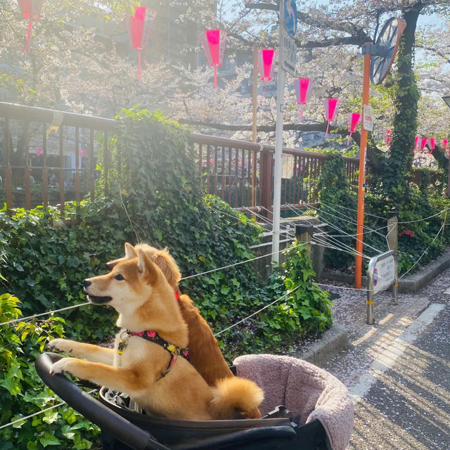景點推薦：目黑川河畔，城市中的自然攝影天堂