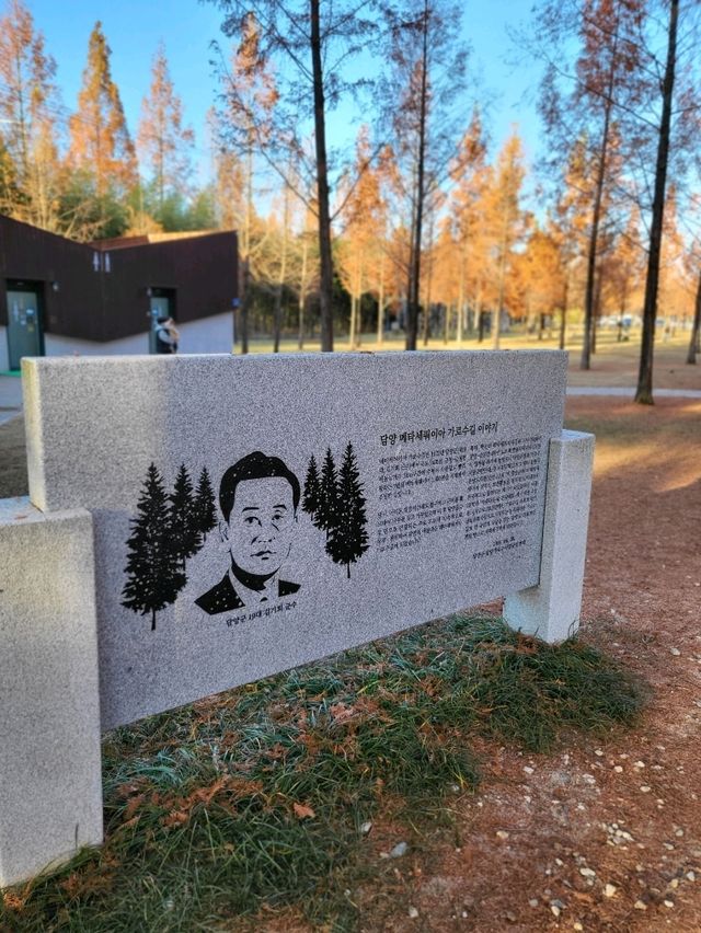 늦가을 즐기기 좋은 담양 가을여행지