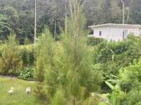 Sila cafe Yala 