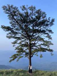 ลานต้นสนเดียว ยอดดอยหลวงตาก
