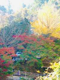 【千葉×紅葉🍁】水面に映し出される紅葉と湾曲した赤い橋