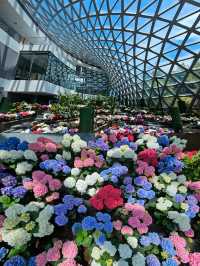 สัมผัสความงามของพรรณไม้เมืองหนาว 🌷