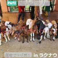 【ラクナウ】これぞインド！道端でヤギ売りに遭遇 Part1