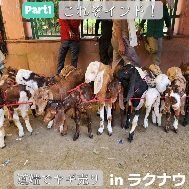 【ラクナウ】これぞインド！道端でヤギ売りに遭遇 Part1