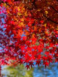 京都嵯峨野の紅葉名所😊🍁小倉山の常寂光寺🍁