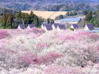【三重県】春はあけぼの、平安絵巻のような美しさ「いなべ市梅林公園」