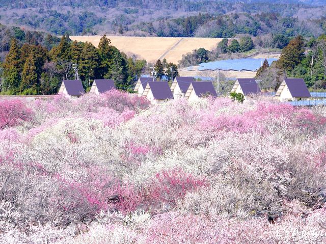 【三重県】春はあけぼの、平安絵巻のような美しさ「いなべ市梅林公園」