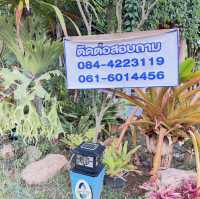 ภูผาฝ้ายรีสอร์ท