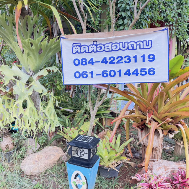ภูผาฝ้ายรีสอร์ท