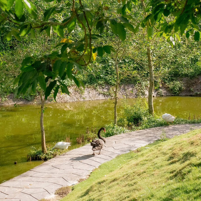 สวนสัตว์สุดคิ้วท์ในสวนผึ้ง 🦙🌲