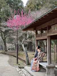 🇯🇵春日獨遊奈良賞櫻🌸
