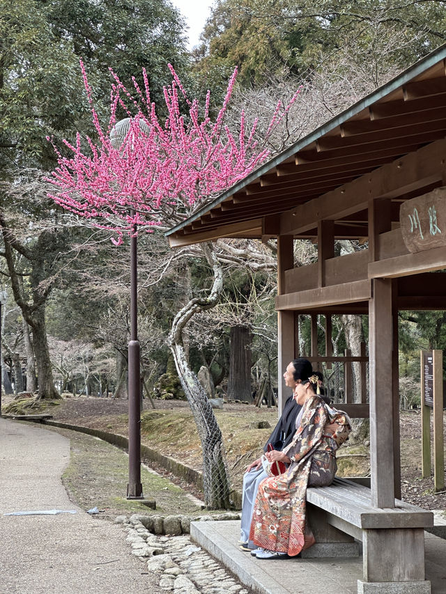 🇯🇵春日獨遊奈良賞櫻🌸