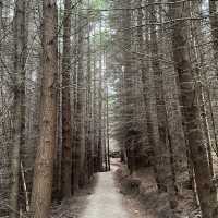 Take in Queenstown's Beauty: A Hike Up Queenstown Hill