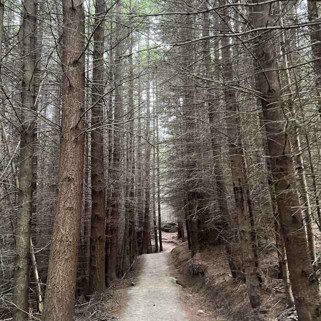 Take in Queenstown's Beauty: A Hike Up Queenstown Hill