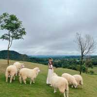 🐑 ฟาร์มแกะเปิดใหม่ในตัวเมืองเชียงราย