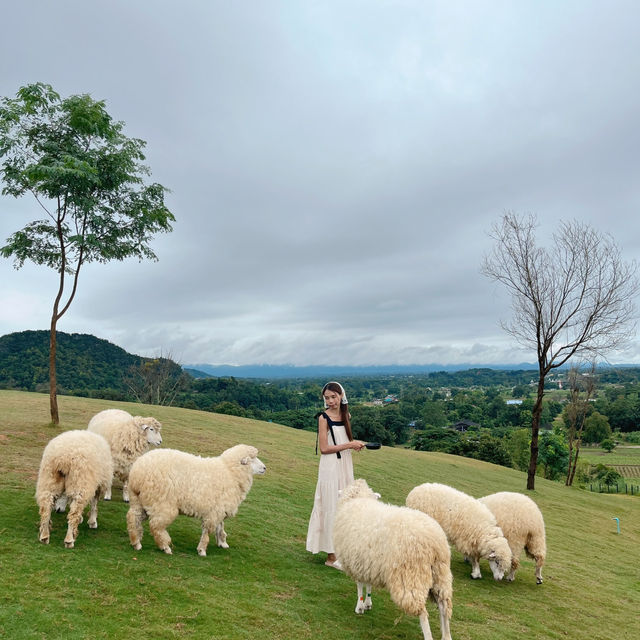 🐑 ฟาร์มแกะเปิดใหม่ในตัวเมืองเชียงราย