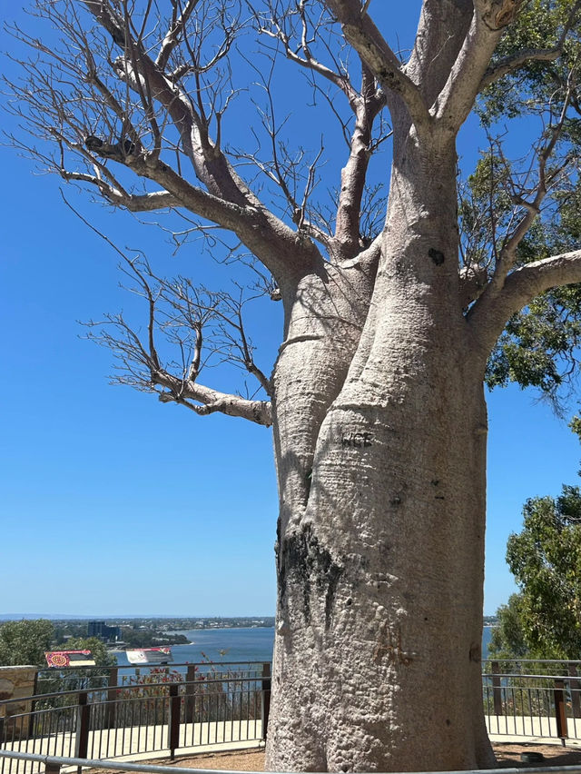 Perth 必去兩大景點～Perth 偶遇周杰倫同款藍色小屋 💙 Kings Park and Botanic Garden 國王公園