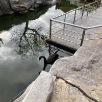 🇨🇳봉래 신비로운 삼선산풍경구의 내부와 귀여운 동물들🦢🐈‍⬛