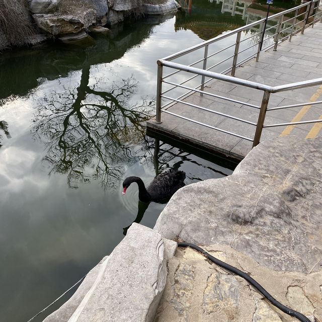 🇨🇳봉래 신비로운 삼선산풍경구의 내부와 귀여운 동물들🦢🐈‍⬛