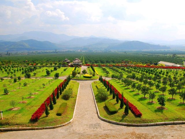 สวนส้มธนาธร สวนท่าตอน เชียงใหม่ สวนใหญ่มากก